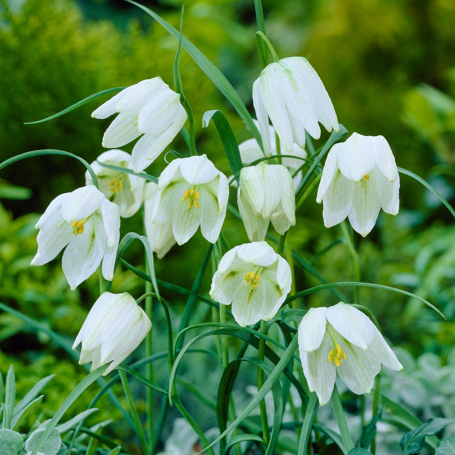 Vibeæg Hvid - Meleagris Alba.